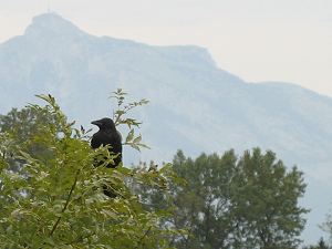 Rabe am Alpenrhein/Schweiz, Naturschutzgebiet Rheindamm/Schweiz