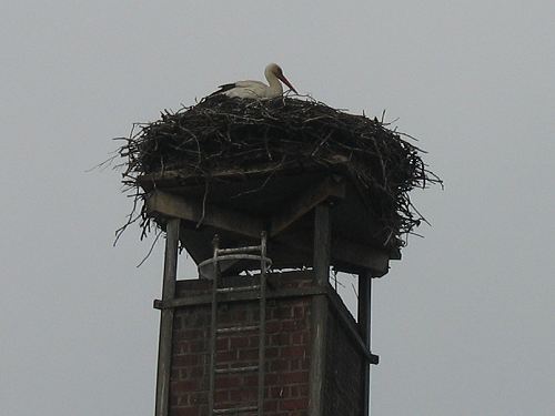 Storch