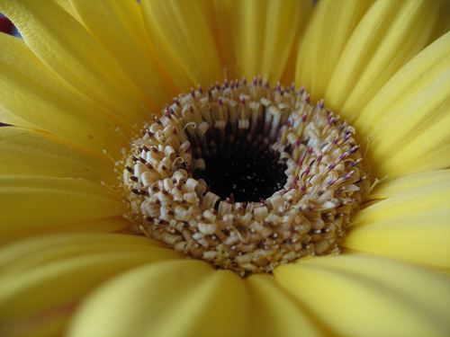 Gerbera