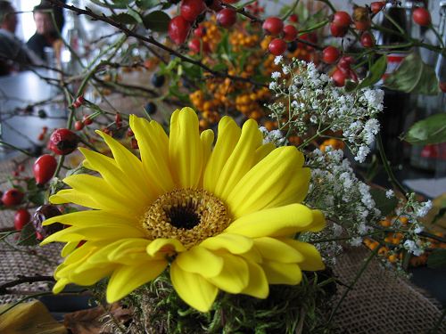 Gerbera