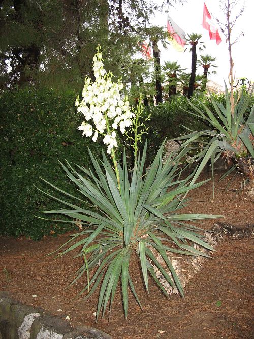 Palmenblüte