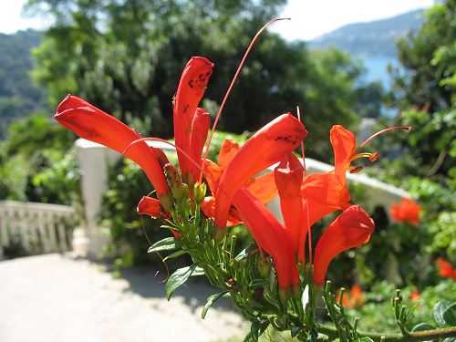 Blüten in Orange