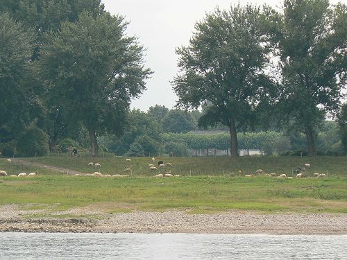 Schafe auf den Rheinwiesen, ©Erwin Purucker