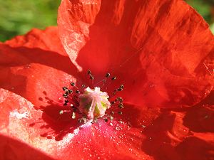 Klatschmohn im Garten