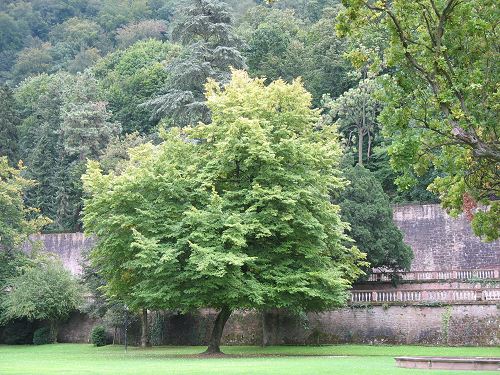 Garten mit Baum