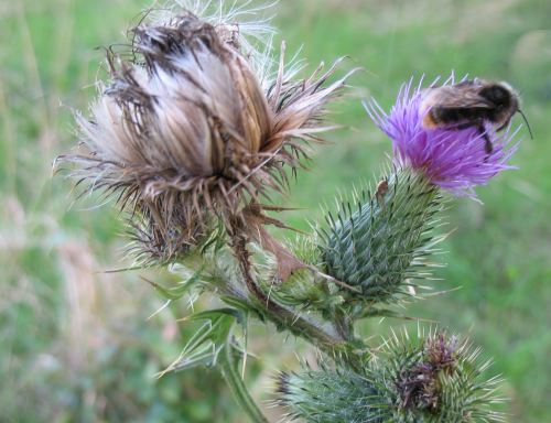 Hummel in Distel