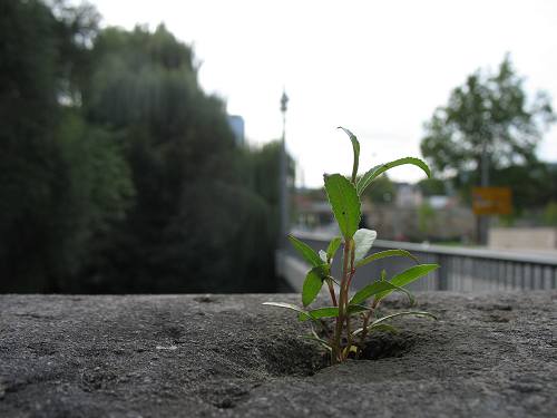 Saale bei Jena