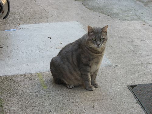 Katze in Menton