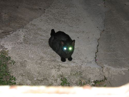 schwarze Katze bei Nacht