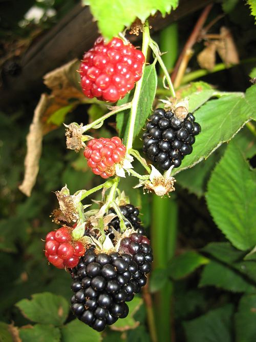 Brombeeren