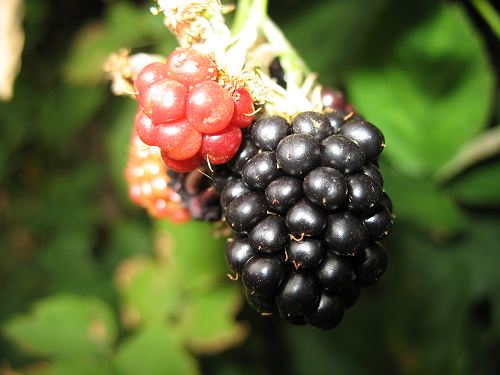 Brombeeren