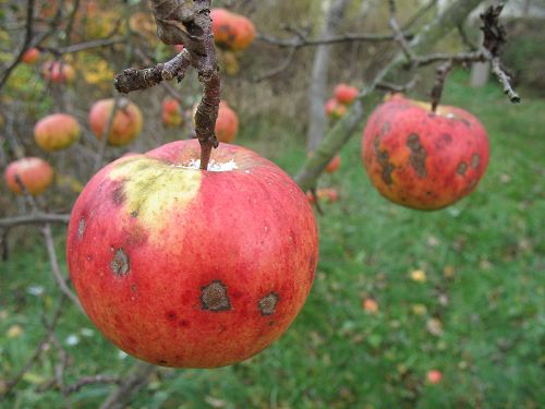 Äpfel mit Schnee