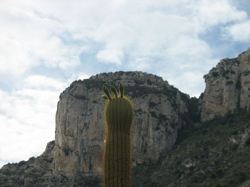 Kaktusknospen