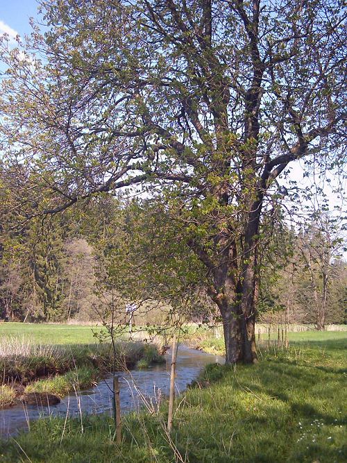 Kastanie bei der Neudesmühle