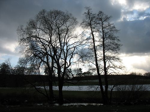 Bäume am Egerufer