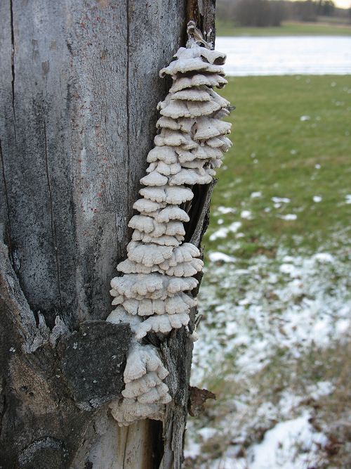 Pilz am Baum