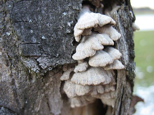Pilz am Baum