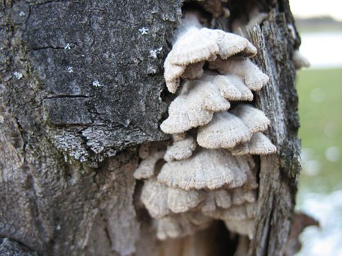 Pilz am Baum