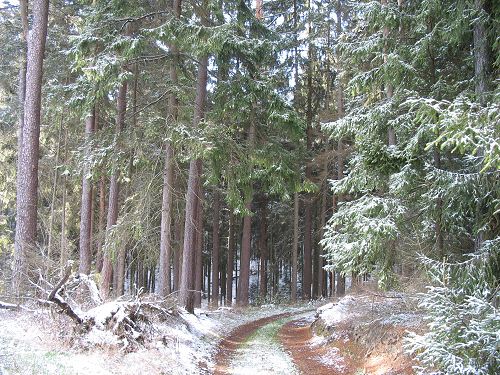 Waldweg