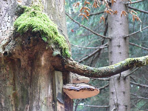 Baum mit Pilzen