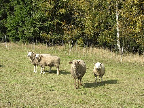 neugierigeSchafe