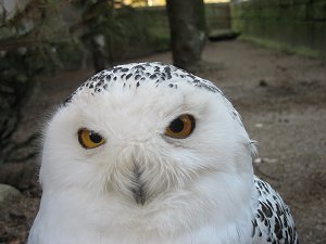 Schnee-Eule im Hofer Zoo