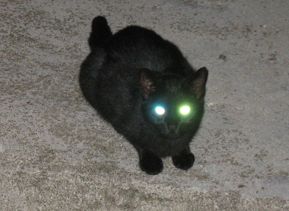 Schwarze Katze bei Nacht