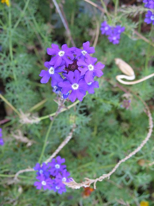 blaue Blüten