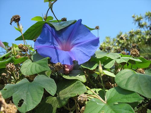 blaue Blüte