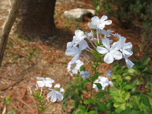 blaue Blütchen