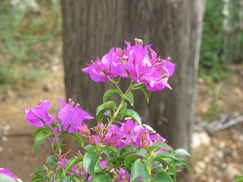 rosa Blüten