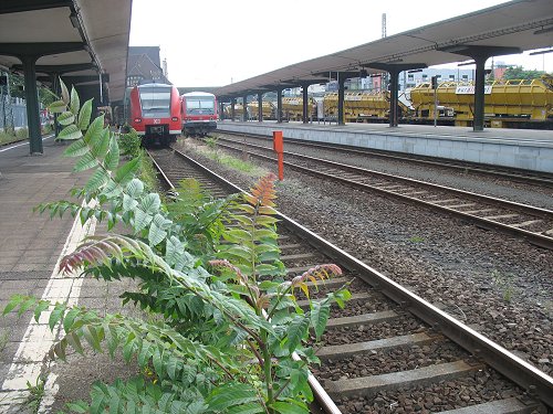 Worms HBF