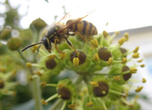 Wespe in Efeublüte