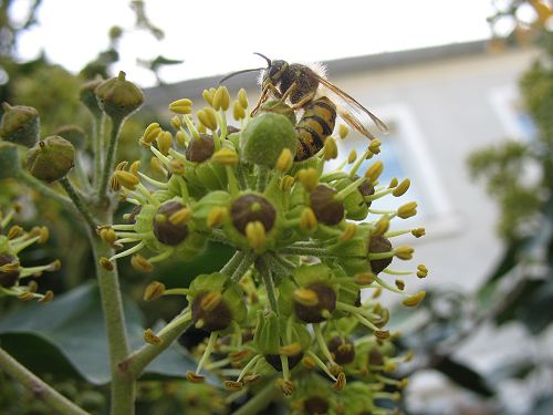 Wespe in Efeublüte