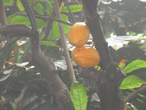 Ökologisch-Botanischer Garten