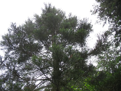 Ökologisch-Botanischer Garten