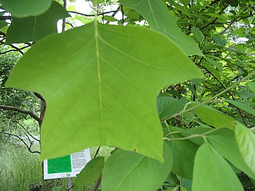 Ökologisch-Botanischer Garten