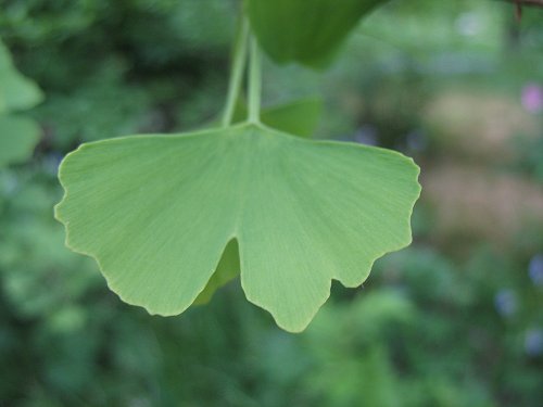 Ökologisch-Botanischer Garten