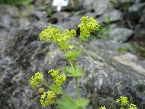 Ökologisch-Botanischer Garten