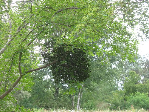 Ökologisch-Botanischer Garten