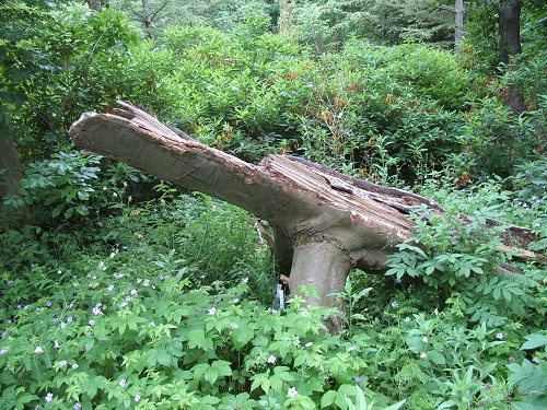 Ökologisch-Botanischer Garten