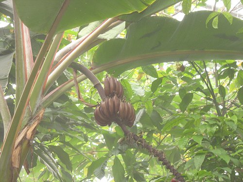 Ökologisch-Botanischer Garten