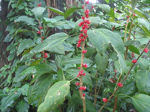 Ökologisch-Botanischer Garten