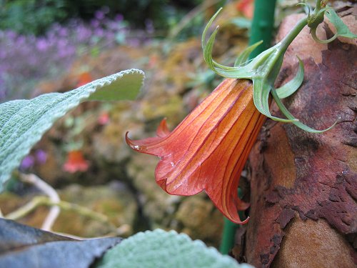 Ökologisch-Botanischer Garten