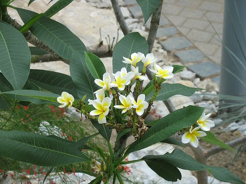 Ökologisch-Botanischer Garten