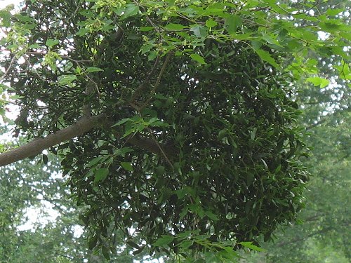 Ökologisch-Botanischer Garten