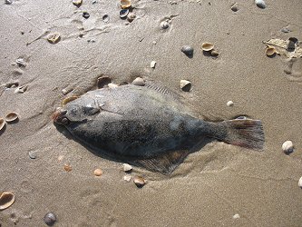 Egmond aan Zee