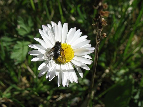 Fliege in Gänseblümchen