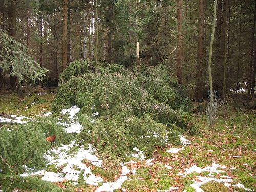 Wald nach Kyrill