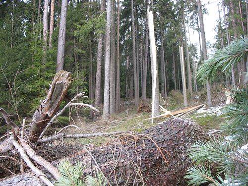 Wald nach Kyrill